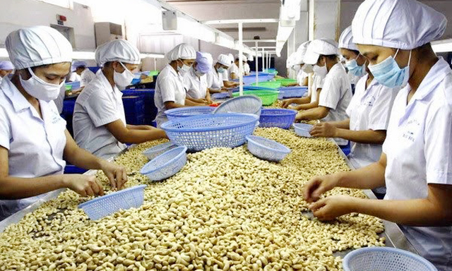 Luôn tự hào là vua trên thị trường thế giới nhưng các DN ngành điều đang lao đao vì phụ thuộc nguyên liệu NK