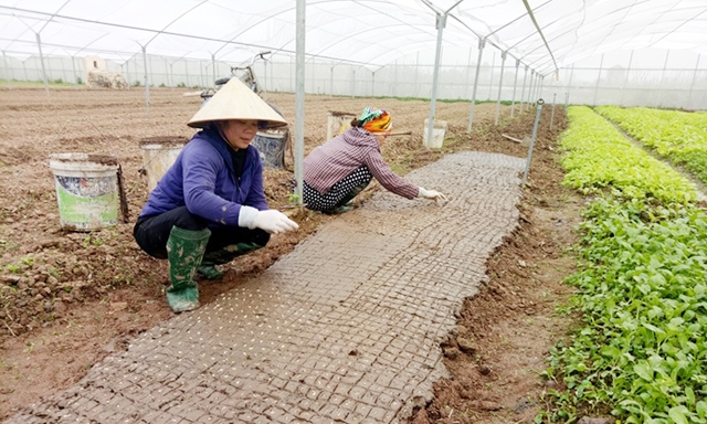 Mô hình sản xuất rau an toàn VietGAP