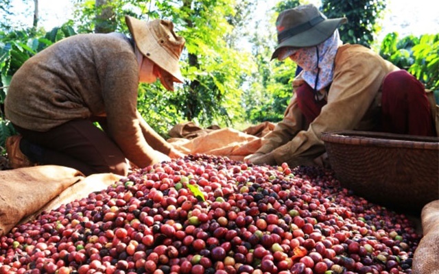 Vicofa ước tính Việt Nam sẽ xuất khẩu được 1,5 triệu tấn cà phê trong niên vụ 2017 – 2018.