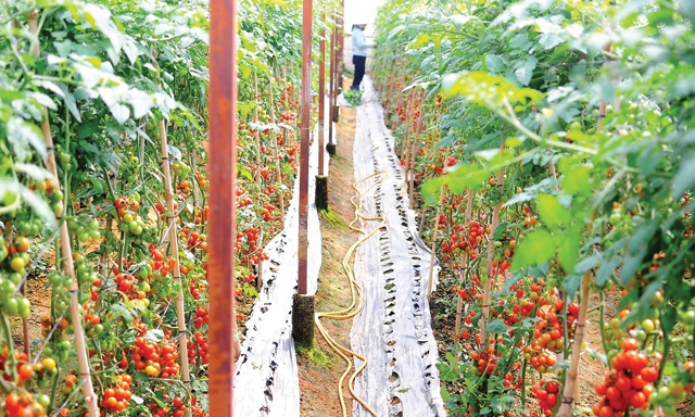 “Việc xây dựng các nhà máy chế biến sẽ là lõi để phát triển các vùng trồng nguyên liệu, phát triển các tổ chức sản xuất, nhất là các HTX”