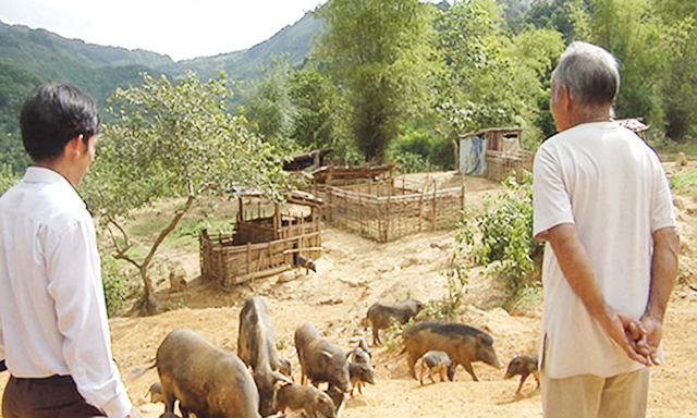 Mô hình nuôi heo đen bản địa tại xã A Rooih mang lại hiệu quả kinh tế cao