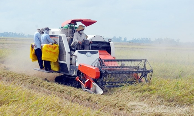 Dịch vụ thu hoạch lúa bằng máy gặt đập của HTX