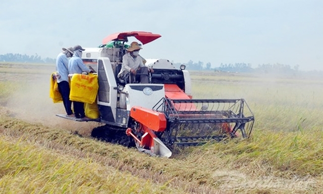 Dịch vụ thu hoạch lúa bằng máy gặt đập của HTX