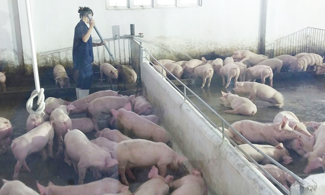 Giá lợn hơi tăng nhưng chưa phải là cơ hội tốt để người dân tái đàn