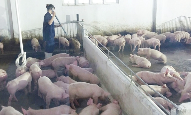 Giá lợn hơi tăng nhưng chưa phải là cơ hội tốt để người dân tái đàn