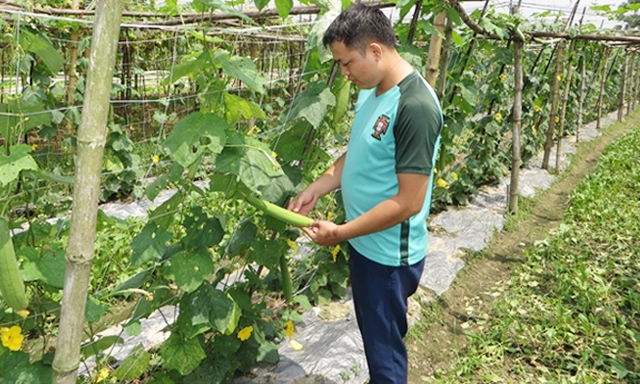 Mô hình sản xuất rau hữu cơ của HTX đang cho hiệu quả cao