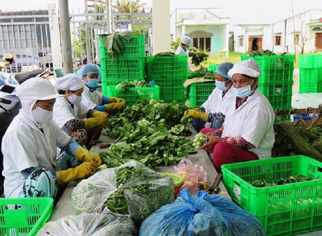 Sơ chế rau an toàn tại HTX Gò Công