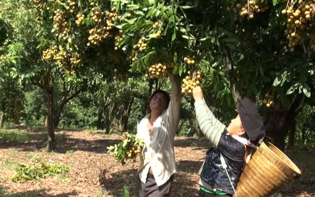 Thu hoạch nhãn Sông Mã