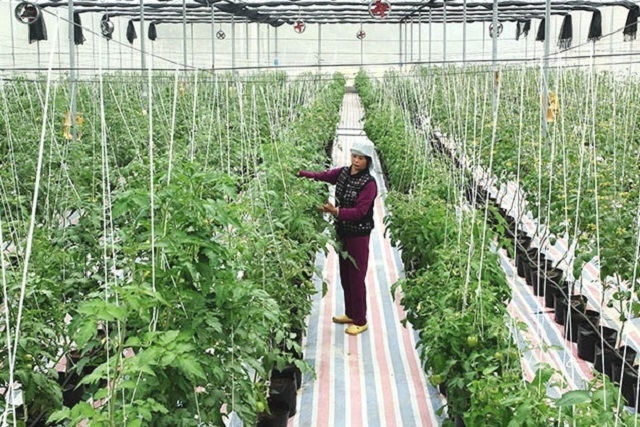 Mô hình sản xuất nông nghiệp ứng dụng CNC của HTX