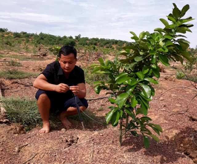 Nguyễn Hữu Đức kiểm tra hệ thống tưới phun mưa cục bộ tại trang trại.