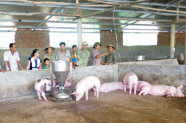 HTX đã đầu tư xây hệ thống chuồng trại bài bản