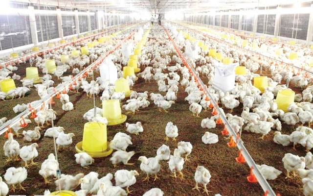 Trang trại của HTX có 9.000 con gà giống bố, mẹ các loại