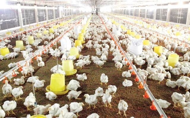 Trang trại của HTX có 9.000 con gà giống bố, mẹ các loại