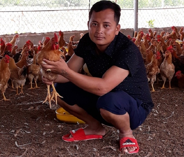 Trần Hữu Đức kiểm tra đàn gà chuẩn bị xuất bán