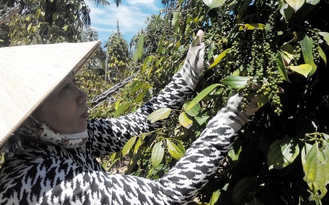 Giá hồ tiêu trong các tháng cuối năm 2018 được kỳ vọng sẽ không biến động nhiều.