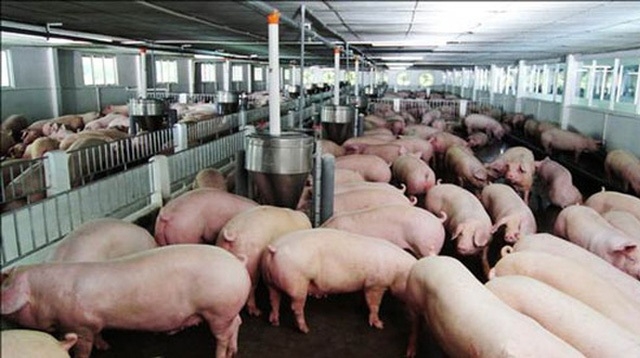 Thương lái đang thu mua với giá từ 52.000 – 54.000 đồng đối với heo siêu chất lượng cao.