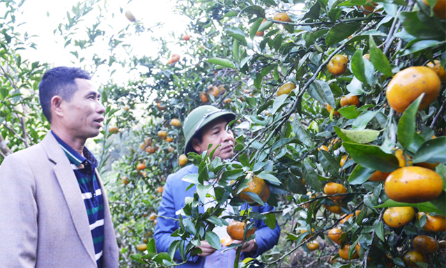 Chương trình OCOP đã “chắp cánh” thêm cho cây cam Vạn Yên