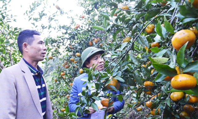 Chương trình OCOP đã “chắp cánh” thêm cho cây cam Vạn Yên