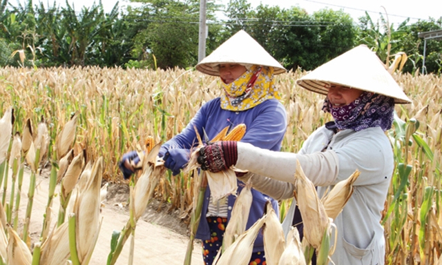 Mô hình trồng bắp nhân giống của nông dân xã Phước Vinh