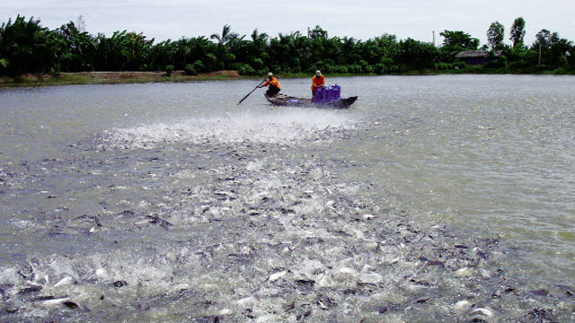 Đồng Tháp đang tập trung sản xuất có kế hoạch để giải quyết thực trạng thừa, thiếu giống cá tra.