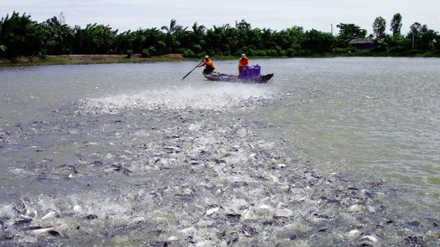 Đồng Tháp đang tập trung sản xuất có kế hoạch để giải quyết thực trạng thừa, thiếu giống cá tra.