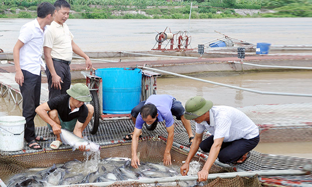HTX thủy sản Trường Mạnh (Thuận Thành) chuyển hướng sản xuất theo VietGAP