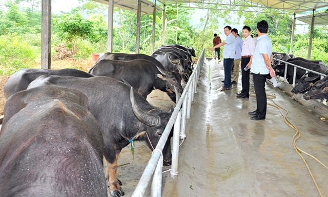 Cán bộ Trạm Khuyến nông Chiêm Hóa kiểm tra chất lượng đàn trâu của HTX