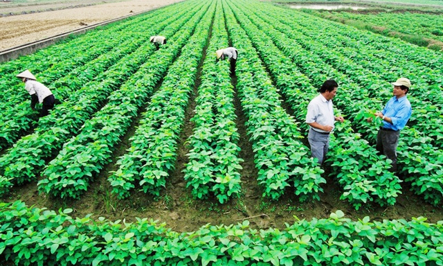 Hợp tác công – tư nâng cao giá trị ngành nông nghiệp vẫn chưa đạt hiệu quả như mong đợi