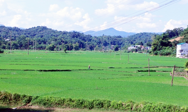 Nông nghiệp là hướng phát triển kinh tế chính của Quân Bình