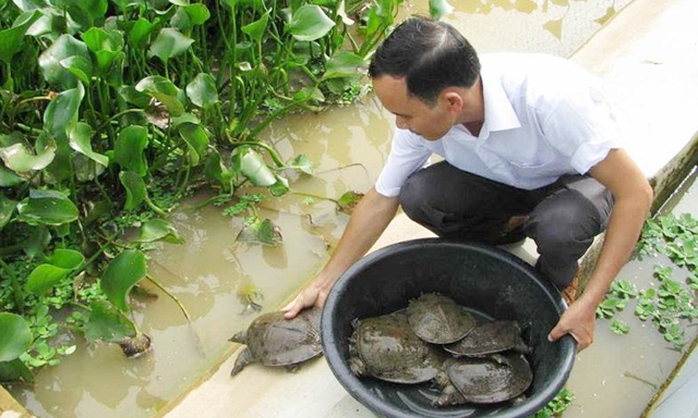 Mô hình nuôi ba ba an toàn khép kín của HTX đang cho hiệu quả cao