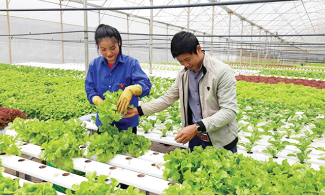 Trên 1.500 HTX đã ứng dụng công nghệ cao trong nông nghiệp