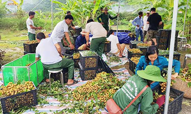 Các HTX tại Sông Mã đang được hỗ trợ tích cực