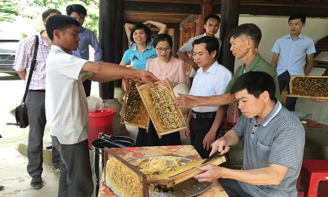 Ba năm gần đây, XK mật ong của Việt Nam đã giảm đáng kể cả về sản lượng và giá trị