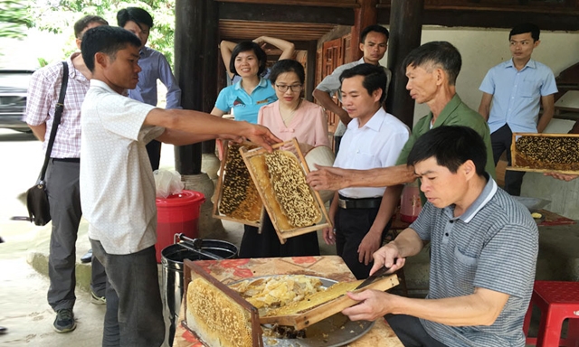 Ba năm gần đây, XK mật ong của Việt Nam đã giảm đáng kể cả về sản lượng và giá trị