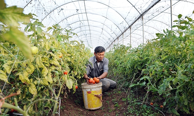 Thiếu nhân tố HTX, cả nông dân và DN đều chơi vơi