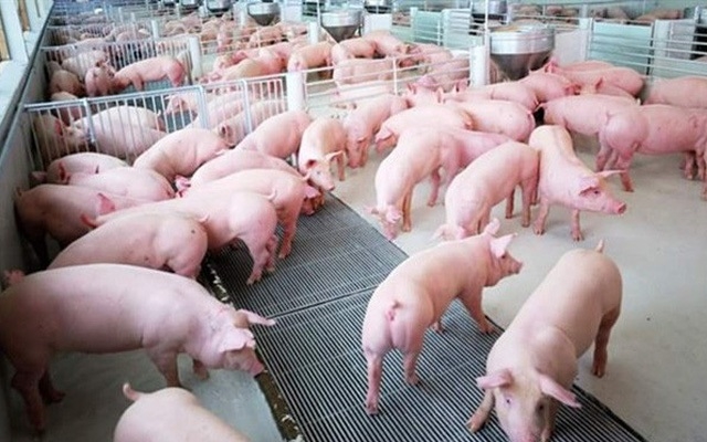 Giá lợn hơi tại miền Nam giao dịch ở mức giá tương đối đồng đều giữa các địa phương.