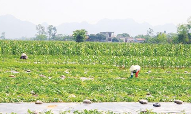 HTX giúp nông dân yên tâm sản xuất nông nghiệp