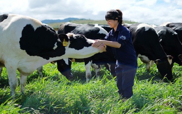 Vinamilk mới đây vẫn tiếp tục rót 4.000 tỷ đồng xây dựng trang trại nuôi bò sữa tại Cần Thơ