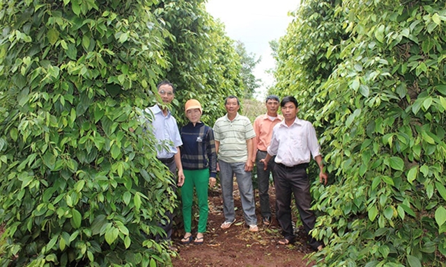 Vườn tiêu của một thành viên HTX Ia Ring