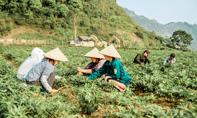 Người dân xã Quyết Tiến (Quản Bạ) chăm sóc cây Đương quy