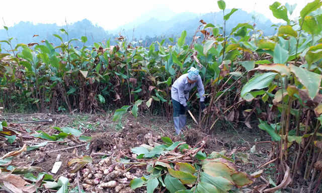 Trồng dong riềng đang mang lại cho HTX cho thu nhập gần 200 triệu đồng/ha