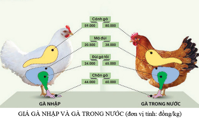 Để tránh lỗ triền miên cần hình thành chuỗi gà sản xuất nội địa