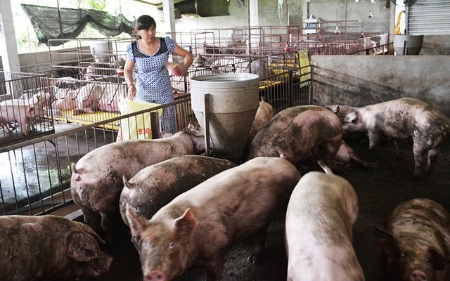 Giá heo hơi trung bình ở các tỉnh phía Bắc còn từ 49.000 - 52.000 đồng/kg.