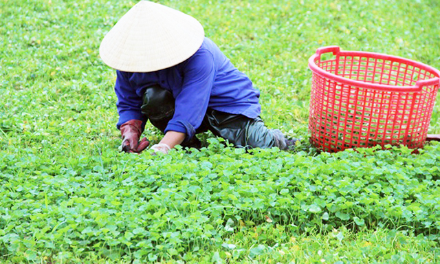 HTX đang tập trung xây dựng vùng sản xuất rau má VietGAP
