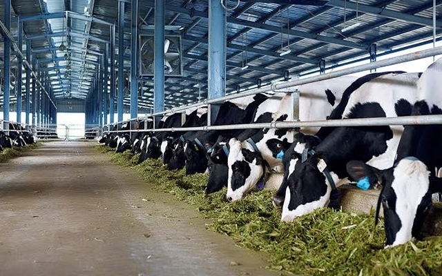 Bò sữa là một trong 20 sản phẩm chủ lực của Thanh Hóa.