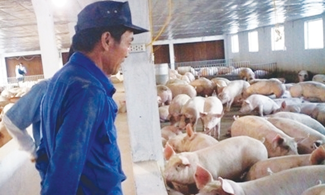 Mô hình chăn nuôi lợn theo tiêu chuẩn VietGAHP tại HTX Minh Lộc