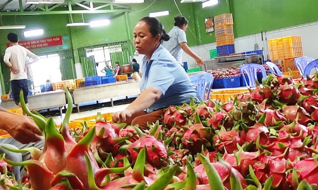 Trung Quốc hạn chế nhập khẩu khiến thanh long Việt rớt giá