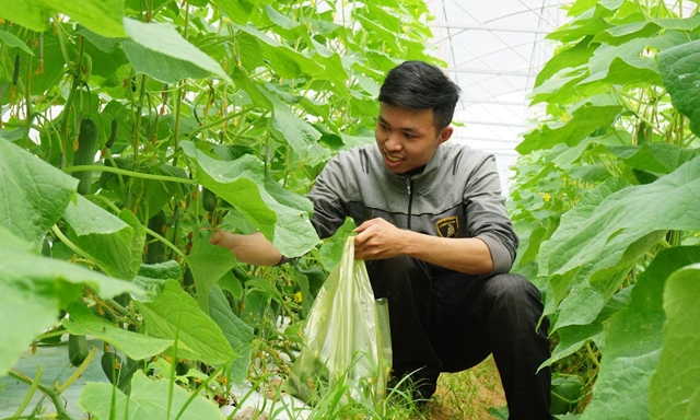 Mô hình trồng dưa leo theo công nghệ Israel của Trần Khắc Thẩm