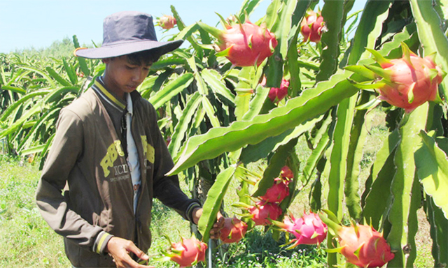 HTX nằm trong vùng thanh long trọng điểm của tỉnh