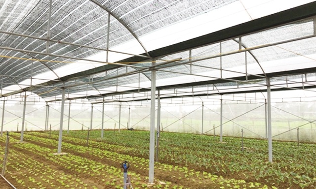 Hệ thống tưới tự động theo tiêu chuẩn VietGAP của HTX Phò Ninh